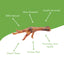 Chicken Feet - Your Pet Connection
