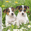 BarkLogic Calming 2 in 1 Shampoo - Your Pet Connection