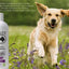 Copy the exact, literal content of Logic Products Calming Lavender Dog Shampoo 16oz into this field without changes.