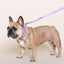 Lavender Cactus Leash - Your Pet Connection