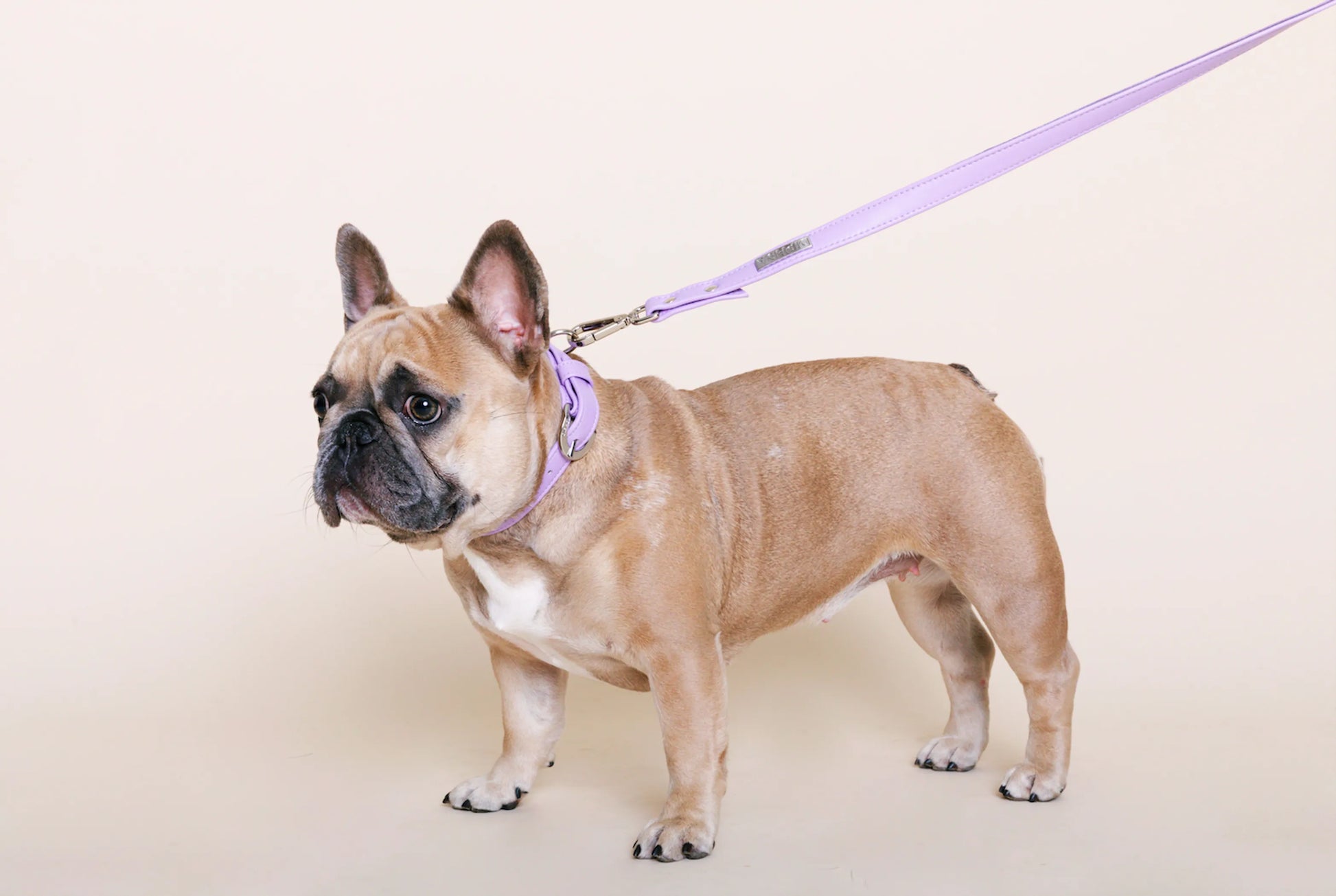 Lavender Cactus Leash - Your Pet Connection