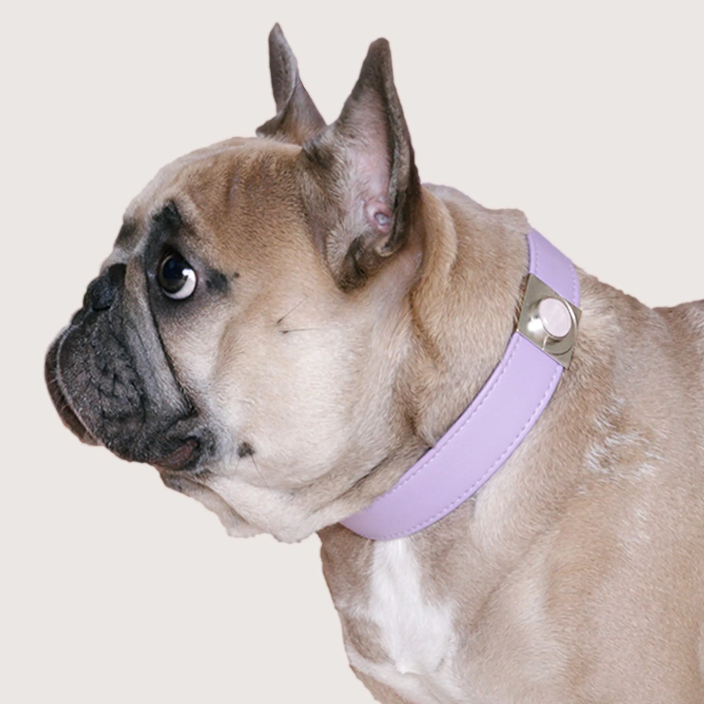 Lavender Rose Collar Charm Set - Your Pet Connection