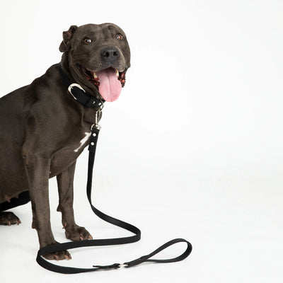 Midnight Black Cork Leather Leash - Your Pet Connection