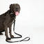 Midnight Black Cork Leather Leash - Your Pet Connection