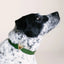 Olive Tiger Collar Charm Set - Your Pet Connection