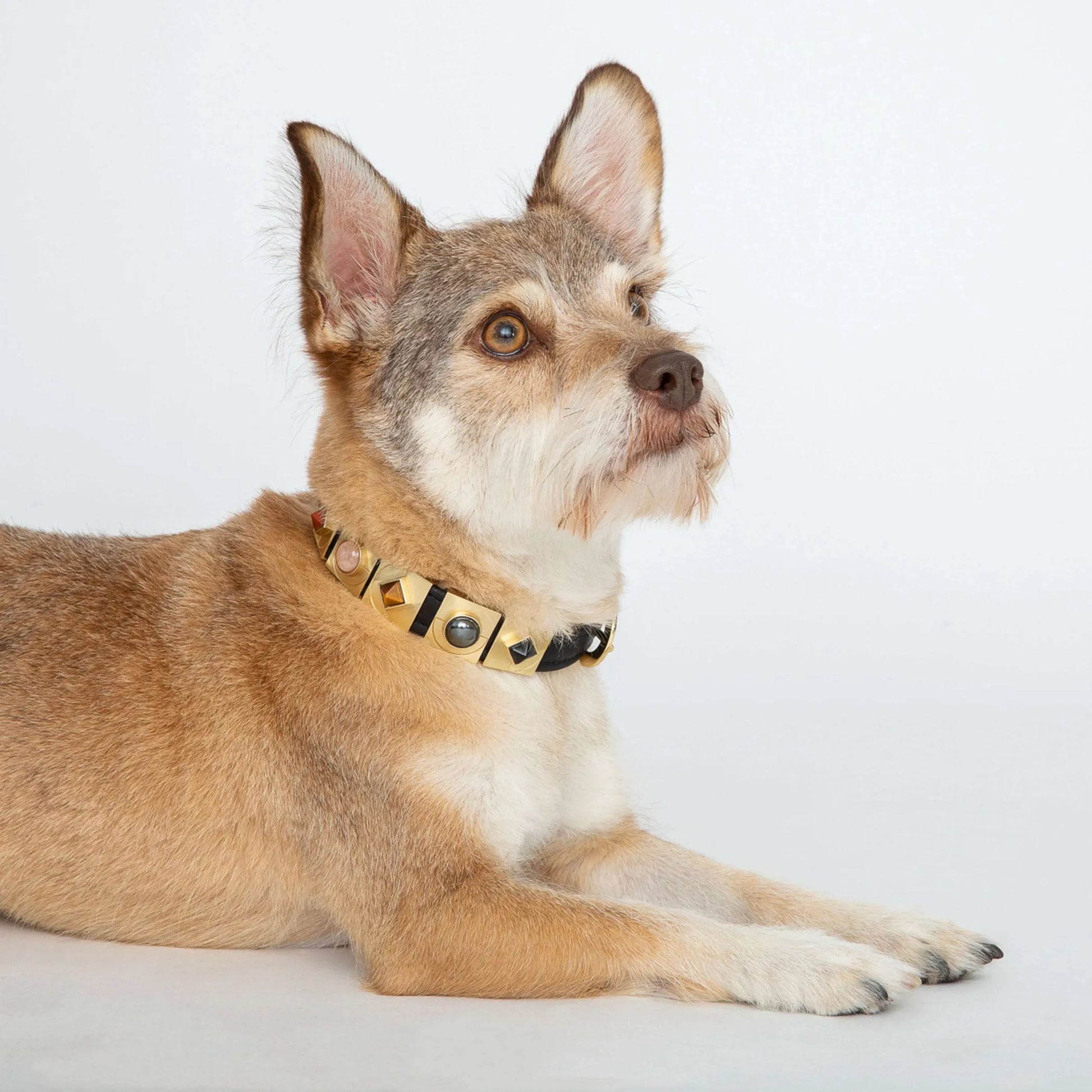 Onyx Moon Collar Charm - Your Pet Connection