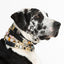 Pyrite Galaxy Collar Charm - Your Pet Connection