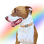 Rainbow Pride Collar Charm Set - Your Pet Connection