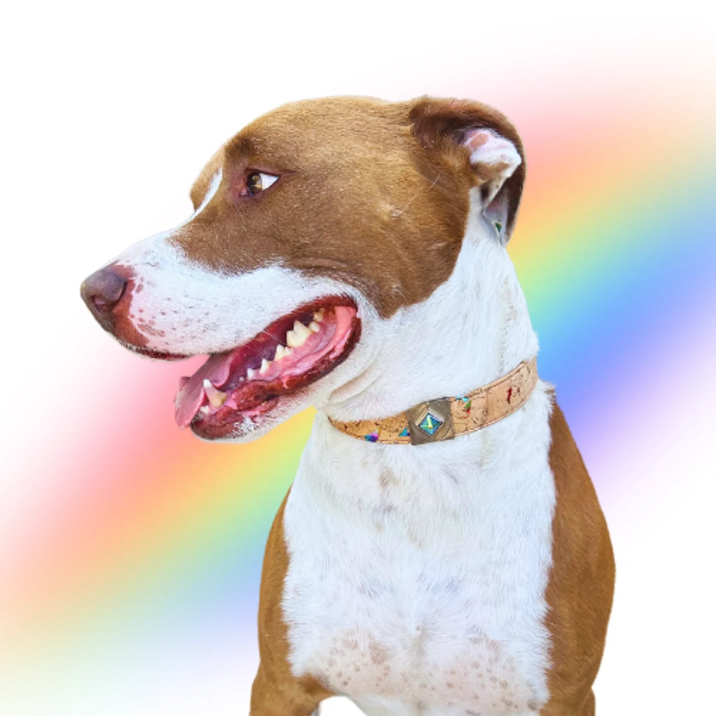 Rainbow Pride Collar Charm Set - Your Pet Connection