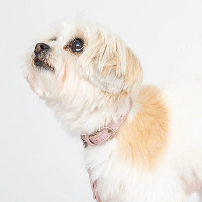 Love Pink Cork Leather Collar - Your Pet Connection