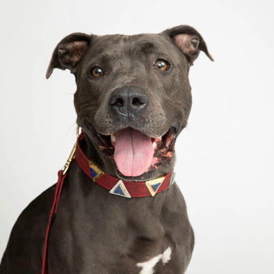 Ruby Red Cork Leather Collar - Your Pet Connection
