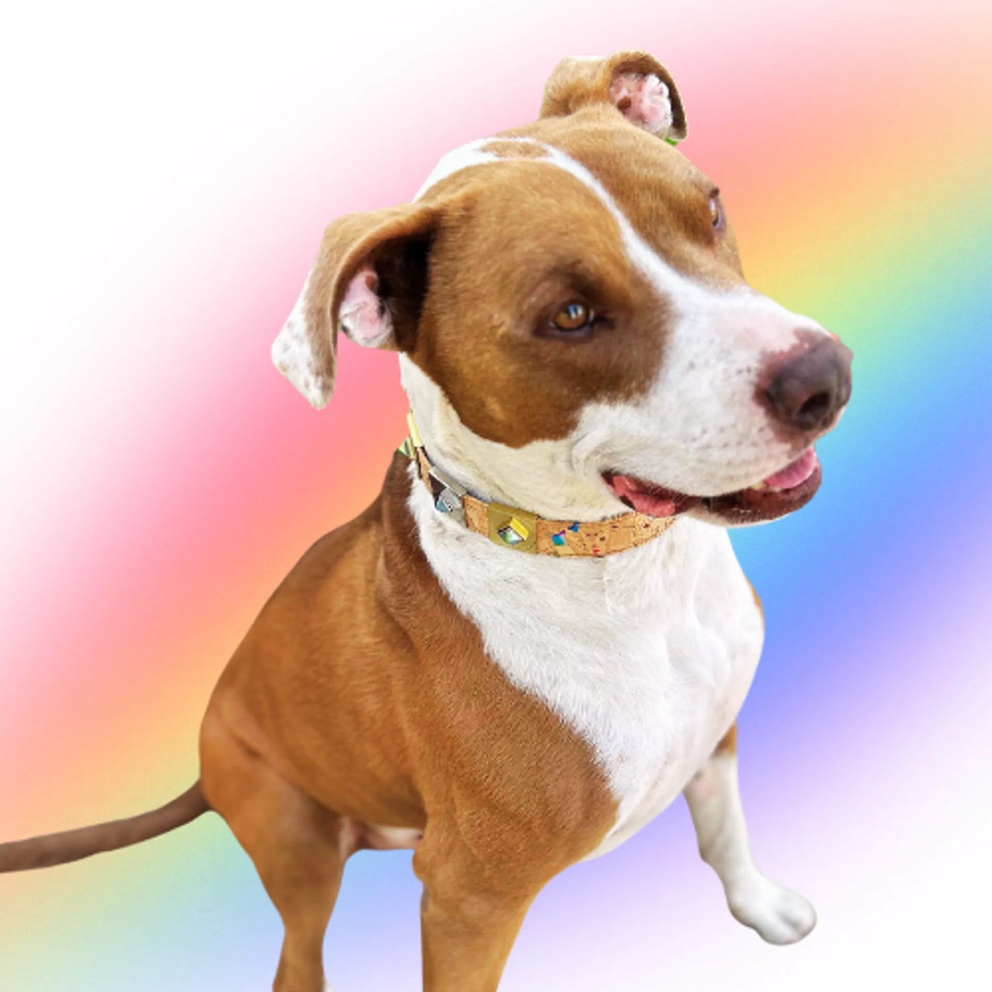 Dusk Rainbow Diamond Collar Charm - Your Pet Connection