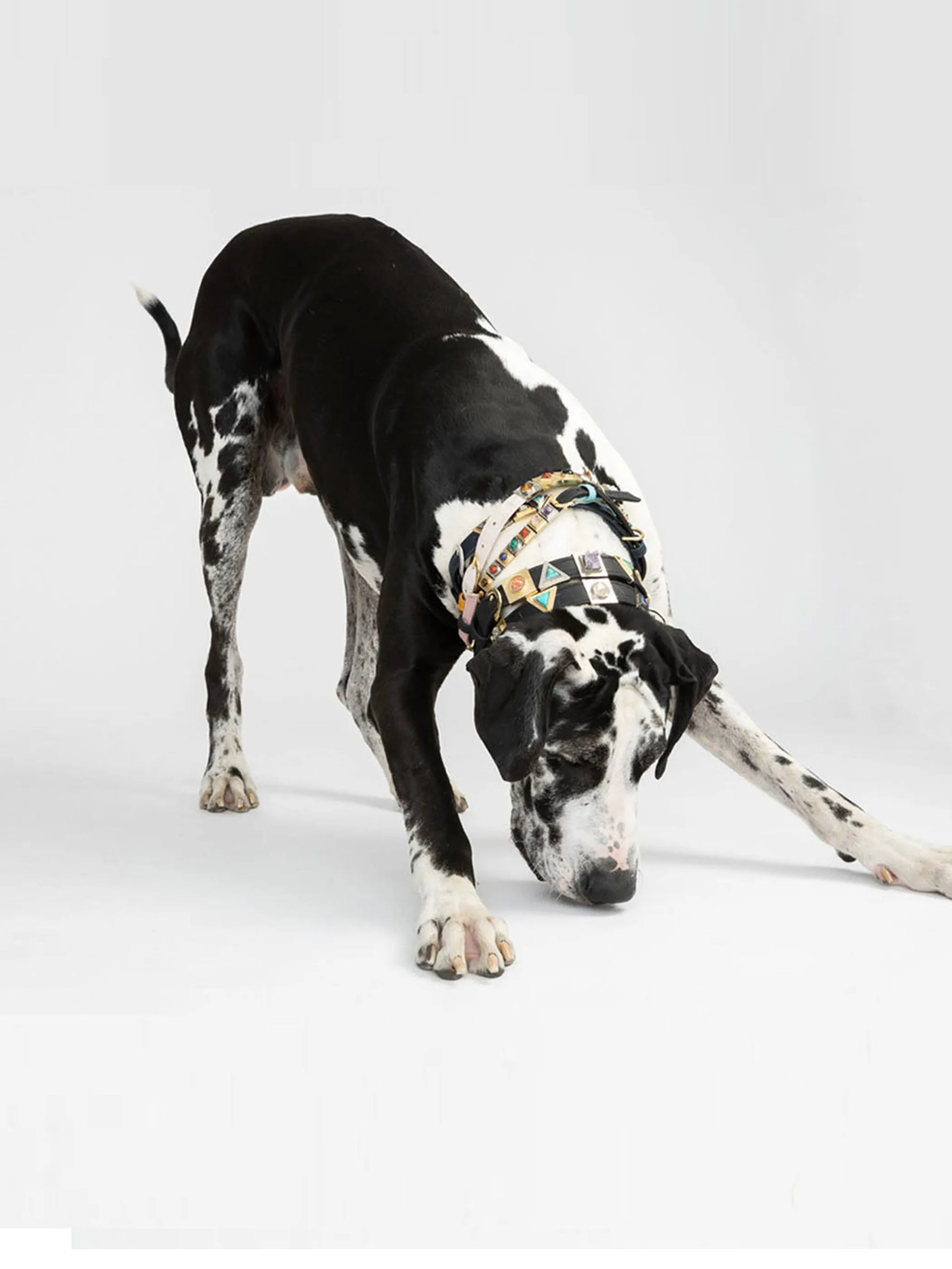 Honey Yellow Cork Leather Collar - Your Pet Connection