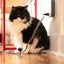 PetCords - Pack Of: 1 - Your Pet Connection
