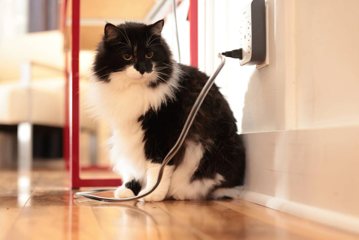 PetGiftz Cable Protector for Pet Safety 10 Meters