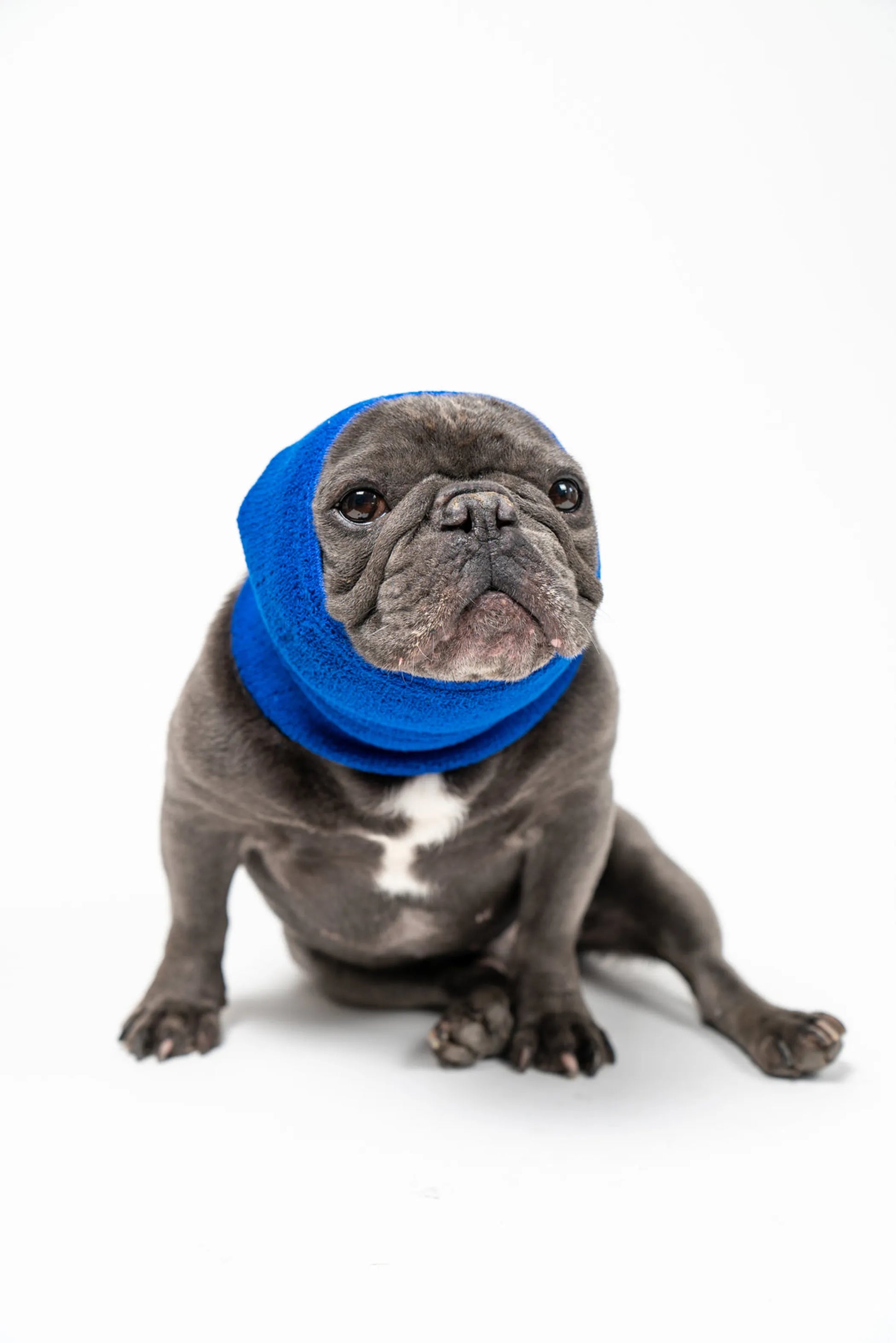 PET HOODZ DOG HOODIES FOR ANXIETY - Your Pet Connection