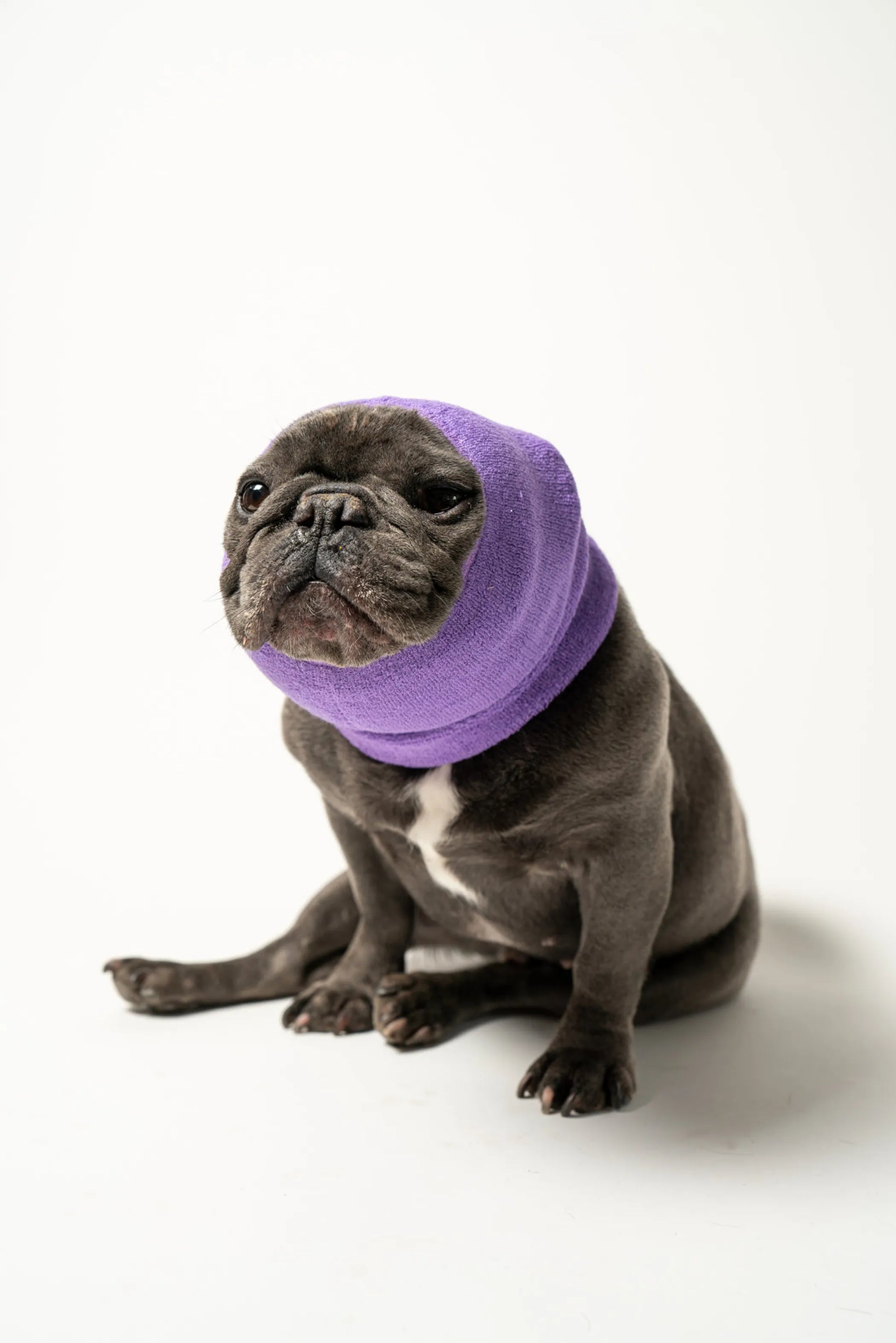 PET HOODZ DOG HOODIES FOR ANXIETY - Your Pet Connection