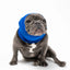 PET HOODZ DOG HOODIES FOR ANXIETY - Your Pet Connection
