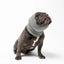 PET HOODZ DOG HOODIES FOR ANXIETY - Your Pet Connection