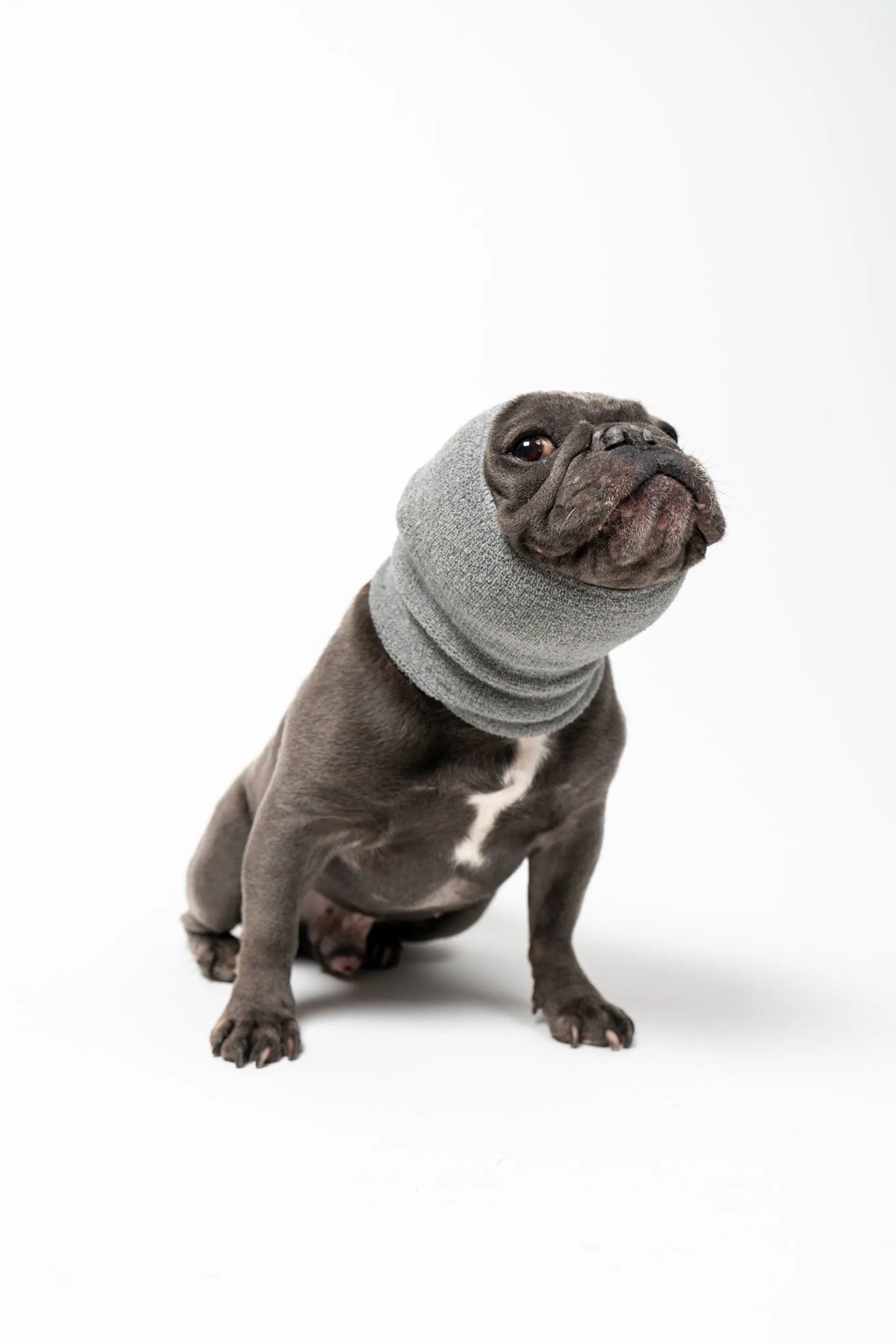 PET HOODZ DOG HOODIES FOR ANXIETY - Your Pet Connection