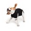 Suitical Dog Recovery Suits - Your Pet Connection
