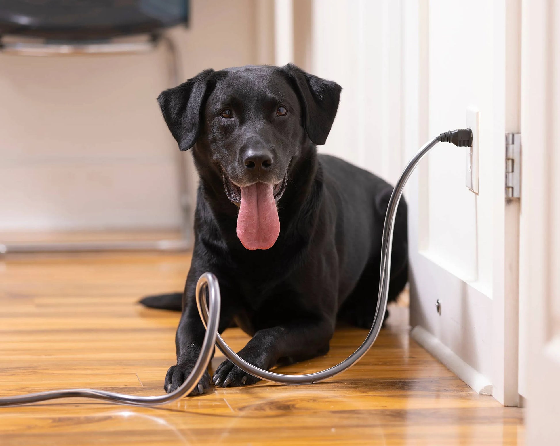 PETCORDS HEAVY DUTY 8FT CORD PROTECTOR FOR PETS MADE IN USA - Your Pet Connection