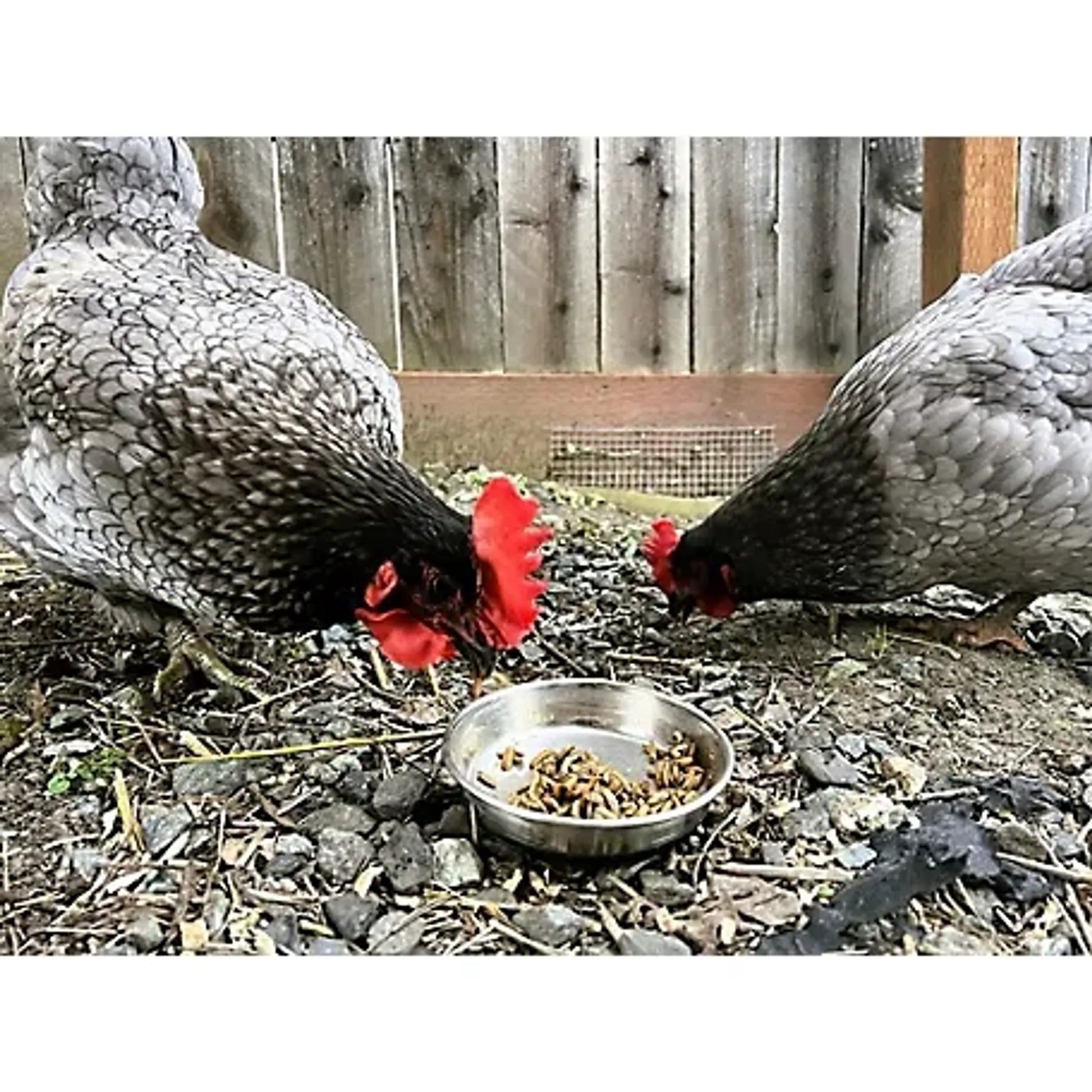 Dried Black Soldier Fly Larvae - Your Pet Connection