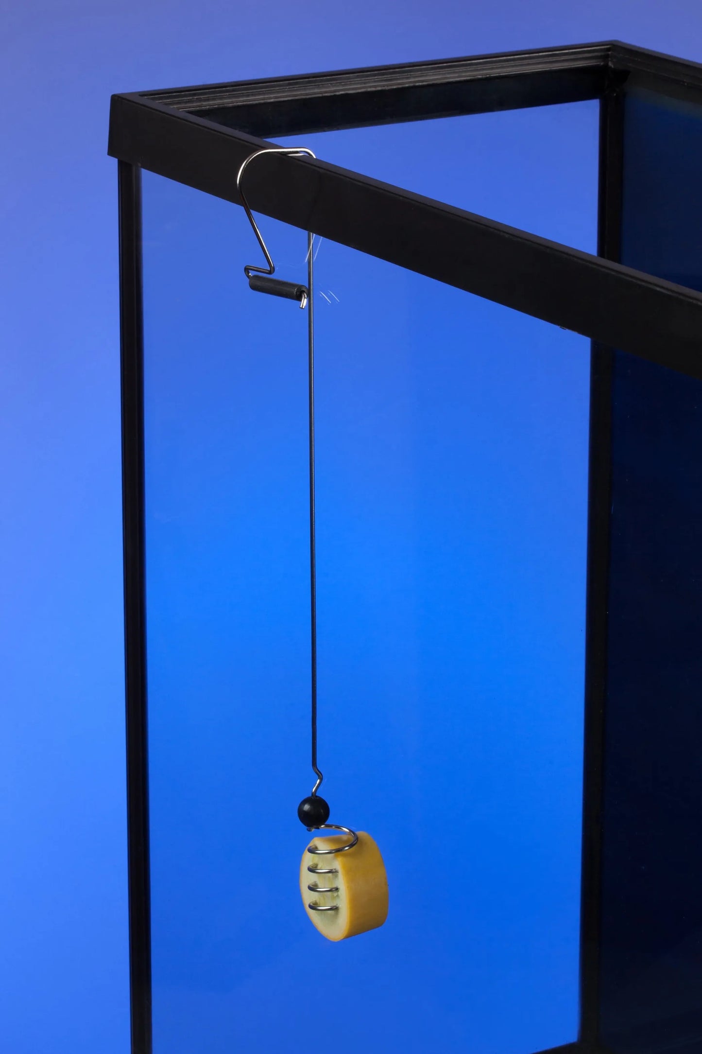 The Pleco Feeder - Your Pet Connection