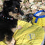 Eclipse Yellow Compressible Waterproof Dog Sleeping Mat - Your Pet Connection