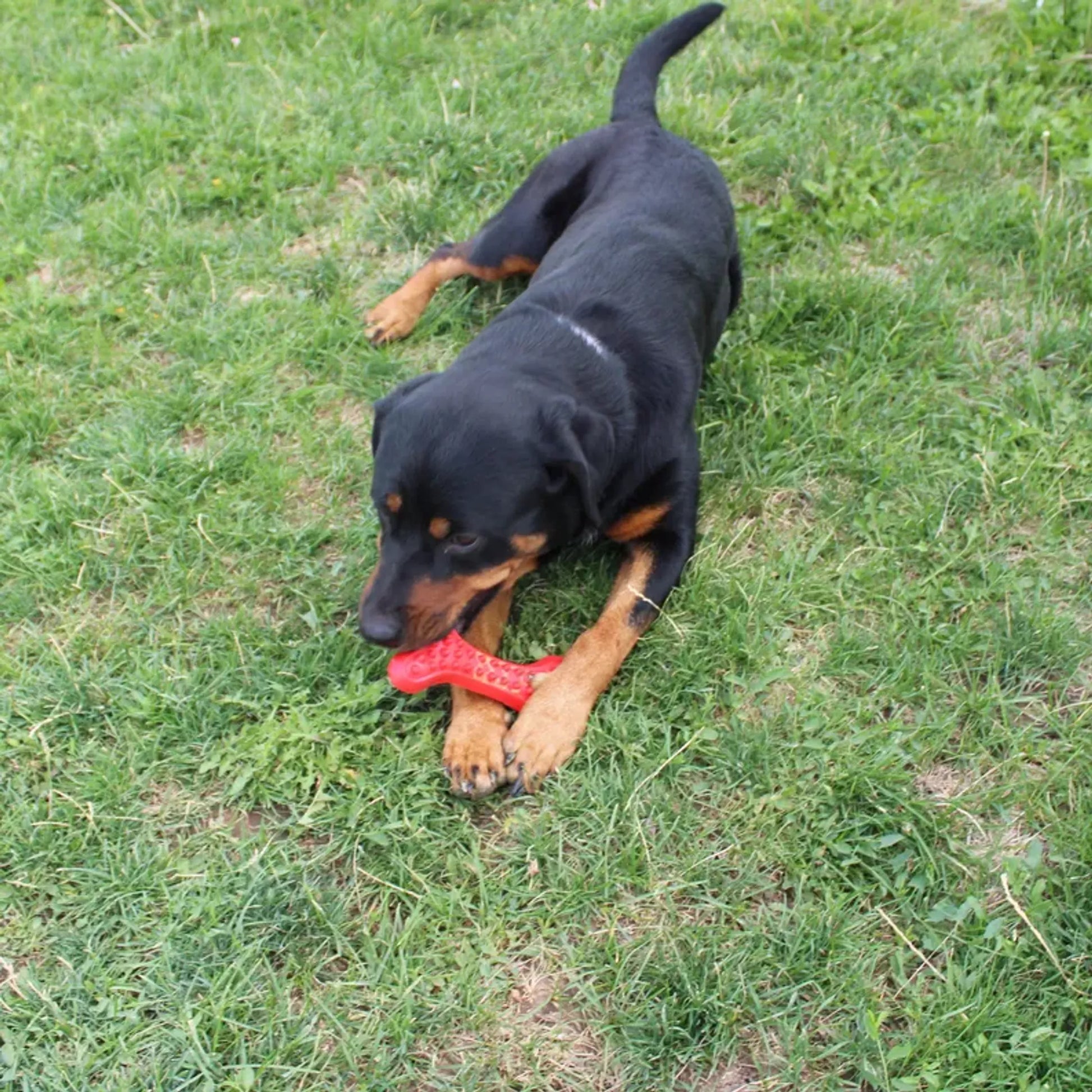 Arlo's Favorite Rubber Bone - Your Pet Connection