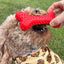Arlo's Favorite Rubber Bone - Your Pet Connection