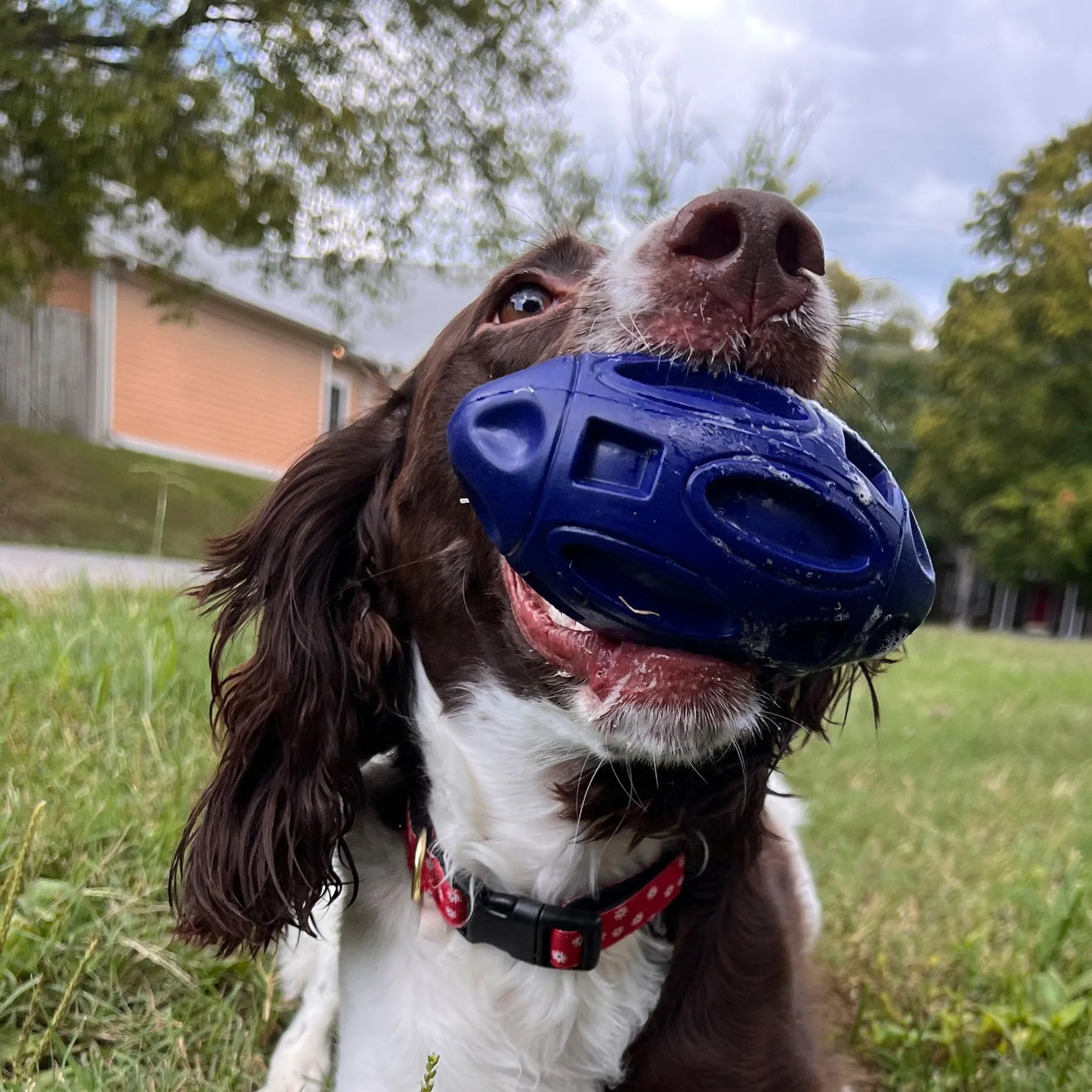 Chewie Squeak Rubber Football - Your Pet Connection