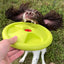 Harley Flyer Frisbee - Your Pet Connection