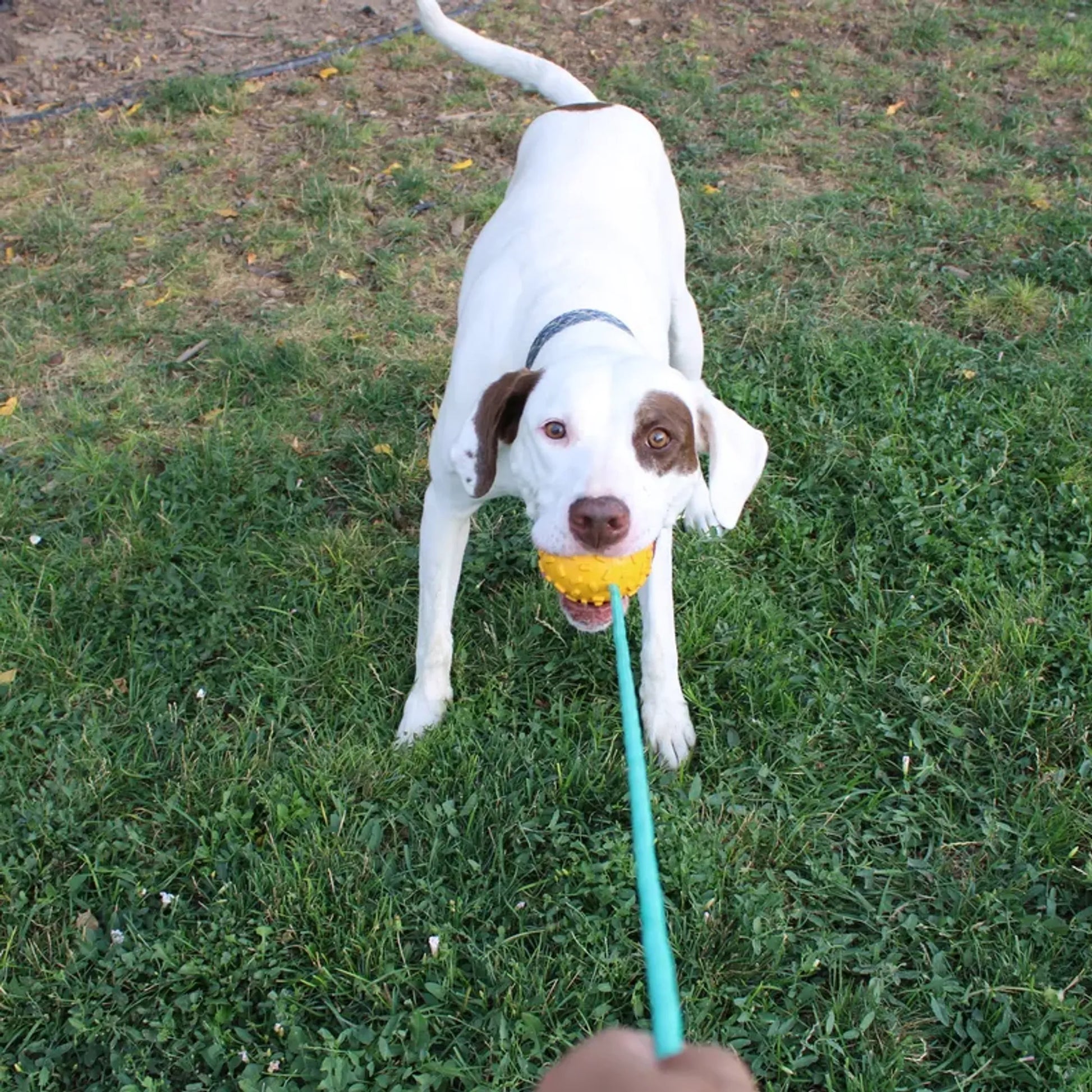 Mako Treat n Chew Rope Toy - Your Pet Connection