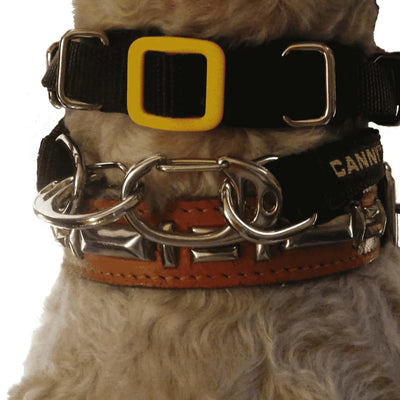 Canny Carabiners - Your Pet Connection