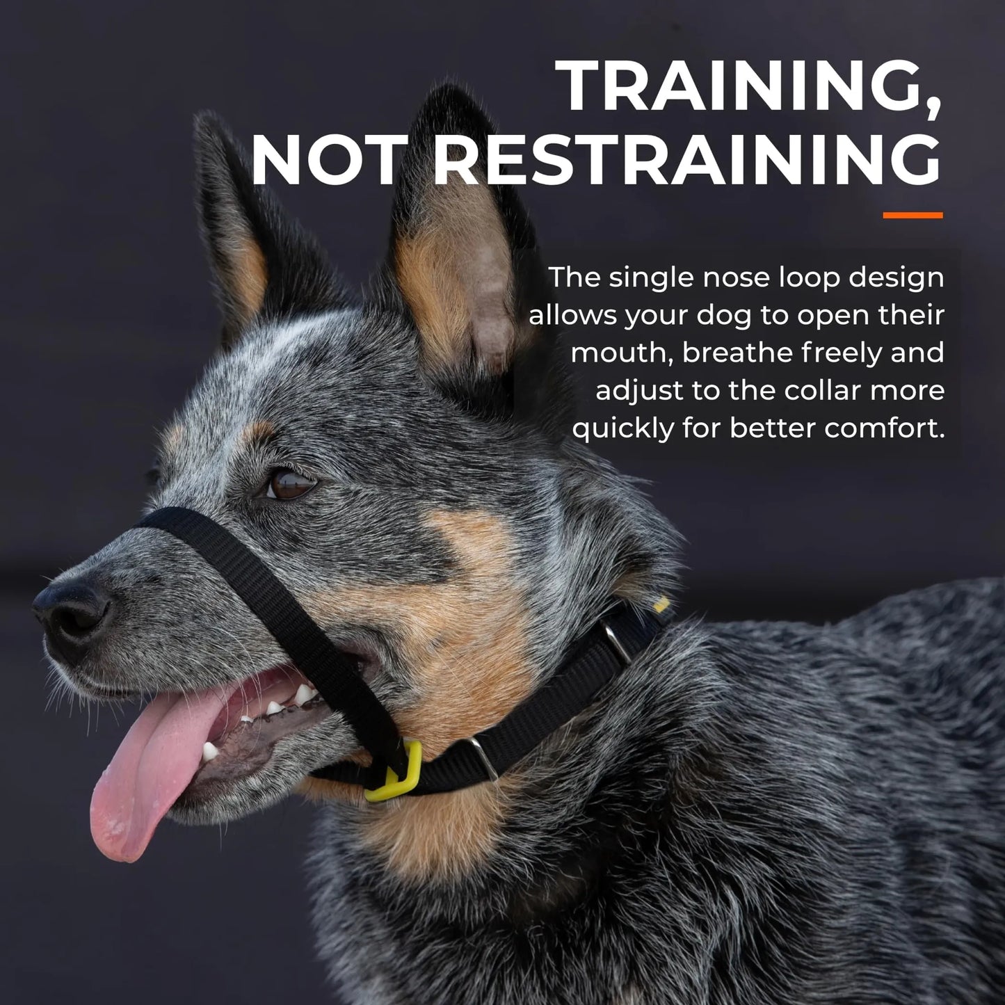 Canny Collar No-Pull Dog Head Collar Gentle & Humane Leash Training Aid - Your Pet Connection