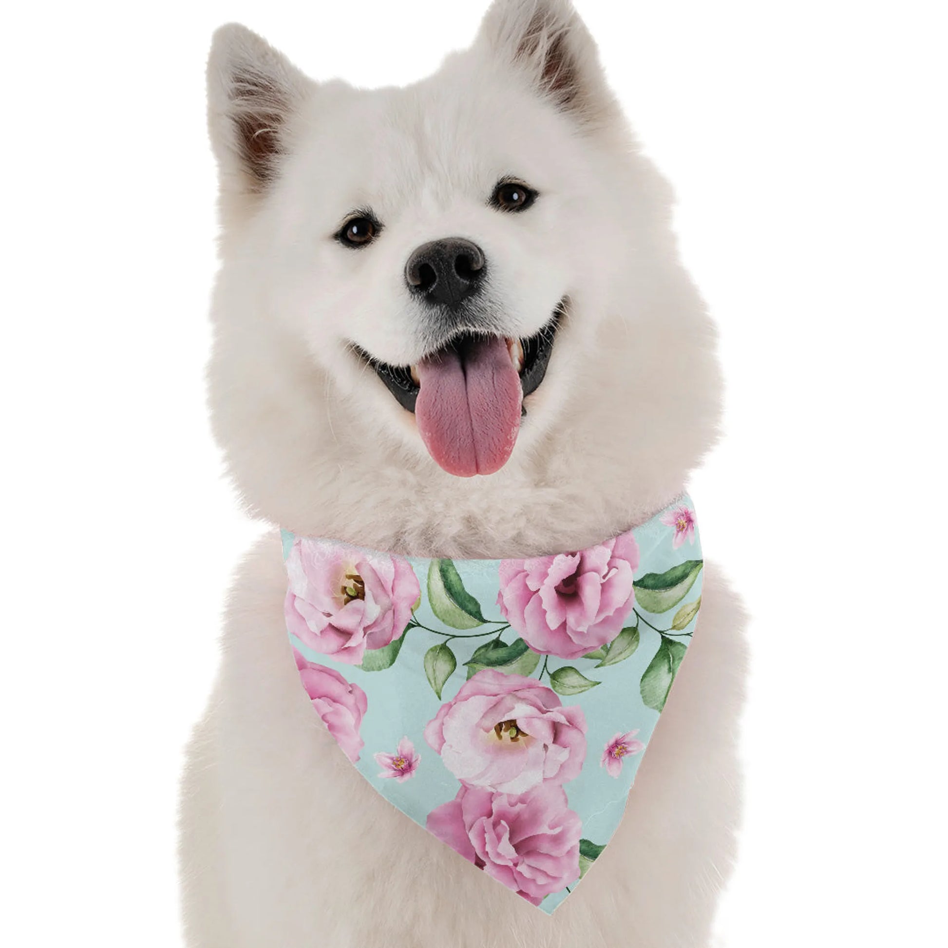 Rose - Your Pet Connection