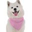 Bandoggies Chic Dog Bandanas for All Breeds