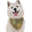 Jasper - Your Pet Connection