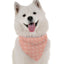 Bandoggies Stylish Dog Bandanas 70cm