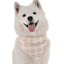 Haven - Your Pet Connection