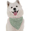 Talullah - Your Pet Connection