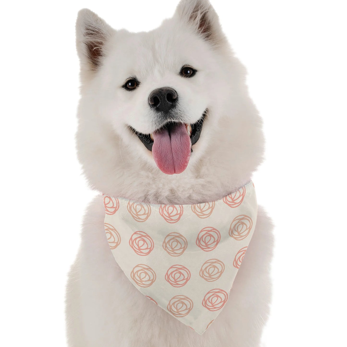 Haven - Your Pet Connection