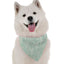 Argan - Your Pet Connection
