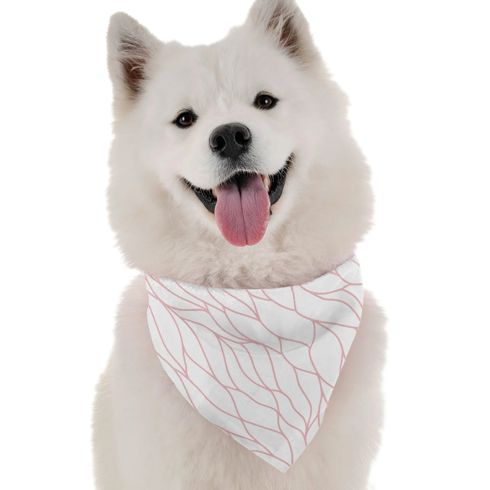 Willow - Your Pet Connection