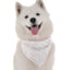 Willow - Your Pet Connection