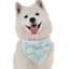Bandoggies Chic Dog Fashion Bandana 22 Inch