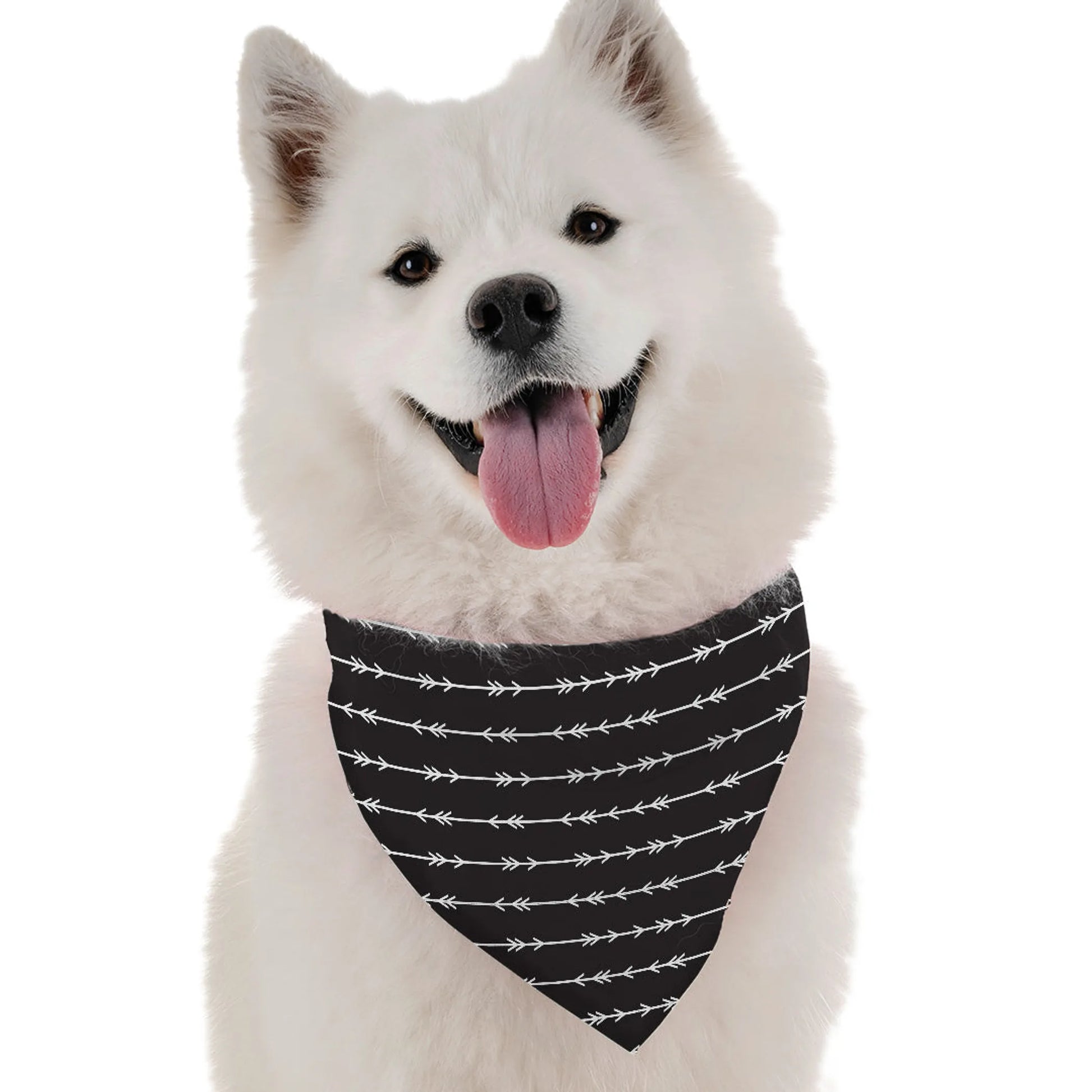 Reva - Your Pet Connection