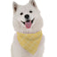Bandoggies Stylish Chic Bandanas Medium