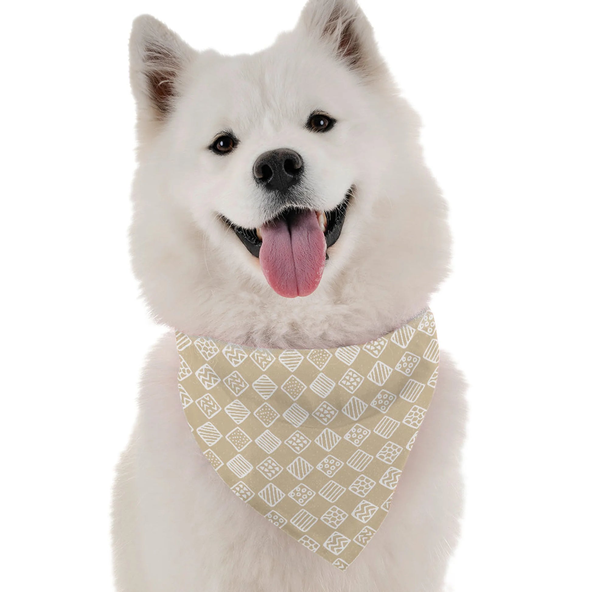 Belle - Your Pet Connection